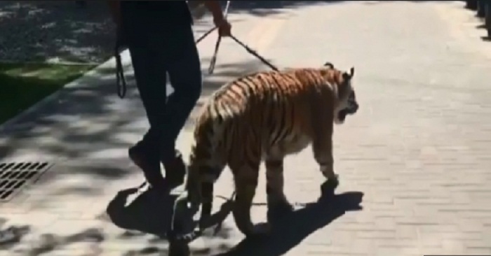 Выгул тигра на Панфилова мог привести к трагедии - дрессировщица