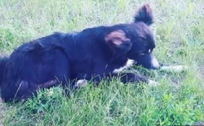 В Акмолинской области пес две недели ждет умершего хозяина