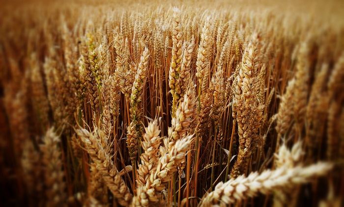 Цена на пшеницу в Казахстане повысится - Минсельхоз