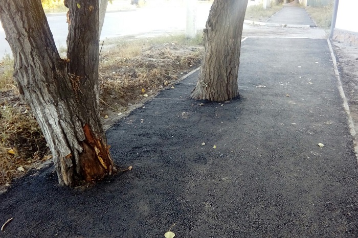 Несколько деревьев закатали в асфальт тротуара  в Семее      