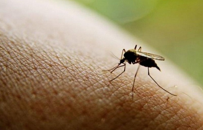 Смерть женщины от укуса комара в Астане - Минздрав РК