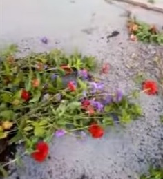 Хулиганы уничтожили цветочные клумбы в Костанае