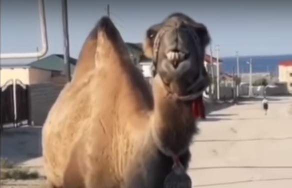Поющего верблюда сняли на видео жители Мангистау