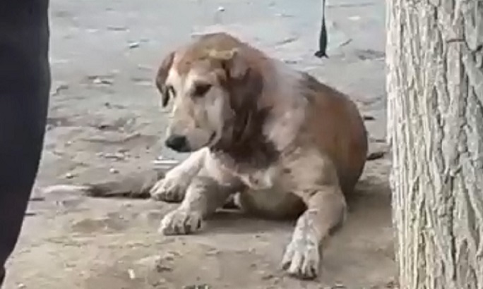 Семейная пара спасла собаку с перерезанным горлом в Актау
