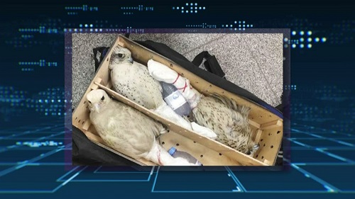 Сотрудника таможни аэропорта Астаны осудили за попытку вывоза 23-х кречетов
