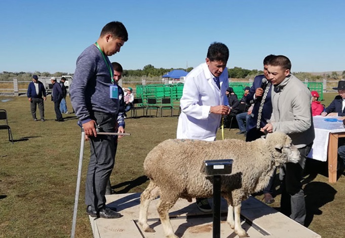 Первый чемпионат страны среди баранов-производителей прошел в Талдыкоргане