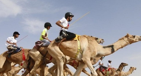 Верблюжьи гонки впервые пройдут в Туркестанской области