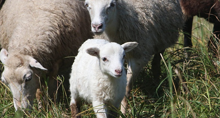 Более 100 овец пали от неизвестной болезни в Кызылординской области