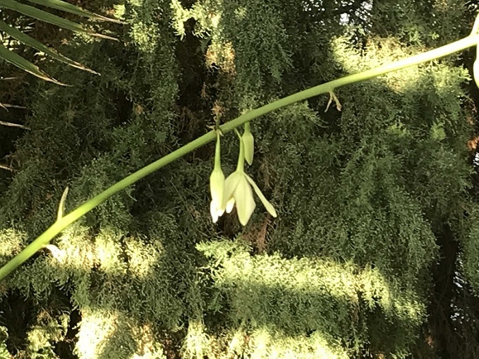 Впервые за 150 лет в Ботаническом саду Петропавловска зацвела агава