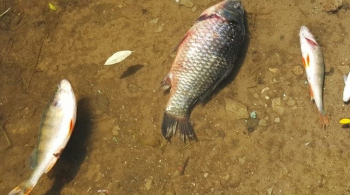 Причиной гибели рыбы в ЗКО назвали халатность