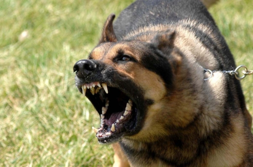 177 тысяч казахстанцев пострадали от нападений собак