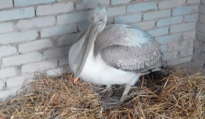 Кудрявый пеликан "упал с неба" в один из дворов Костаная