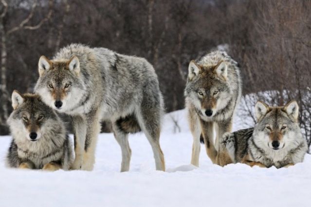 Нападения волков на скот зафиксированы практически во всех районах ВКО