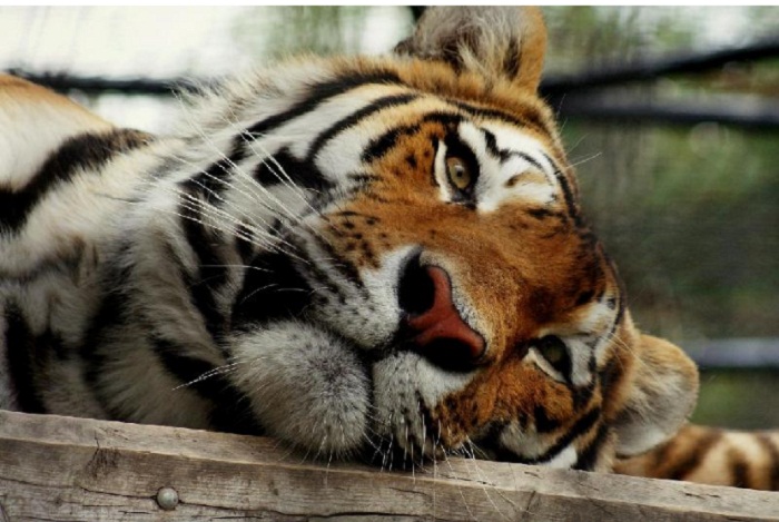 Попавшего в ДТП тигра спасали на трассе в Жамбылской области  