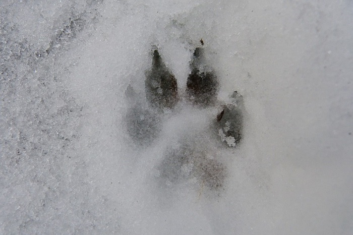 Казахстанцев шокировали охотники, съевшие сырое сердце волка 