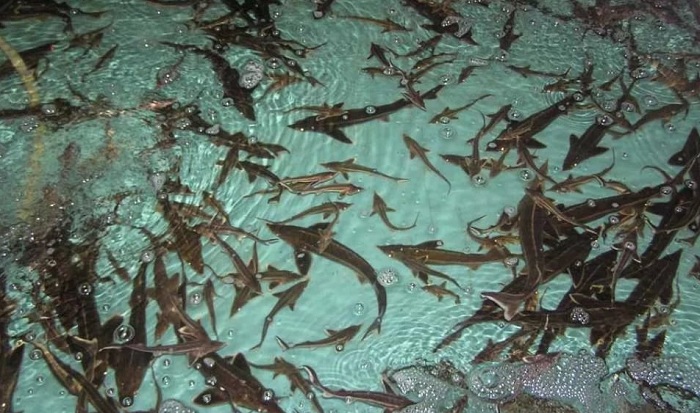 Причину массовой гибели осетровых на рыбозаводах Атырау выясняют эксперты 