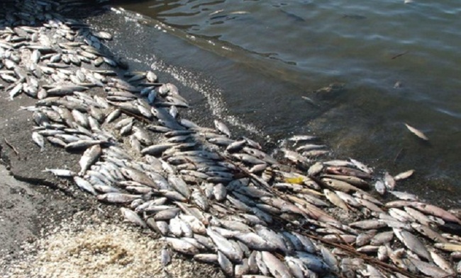 Почти 10 тонн мертвой рыбы изъято из реки Урал