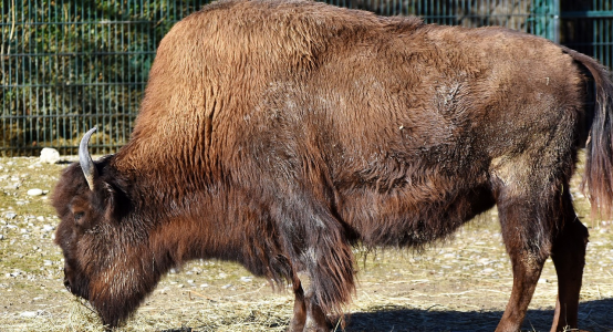 Зубренок, предназначенный для зоопарка Шымкента, погиб в дороге
