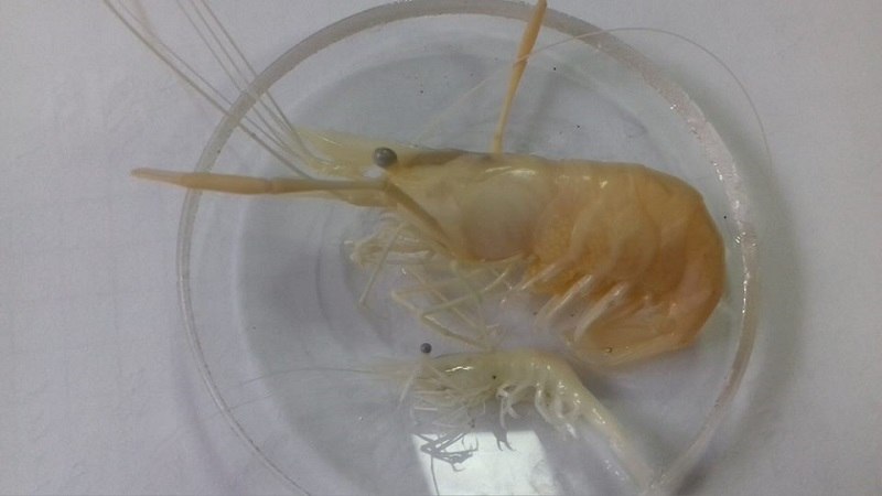 Японскую креветку нашли в Капшагайском водохранилище
