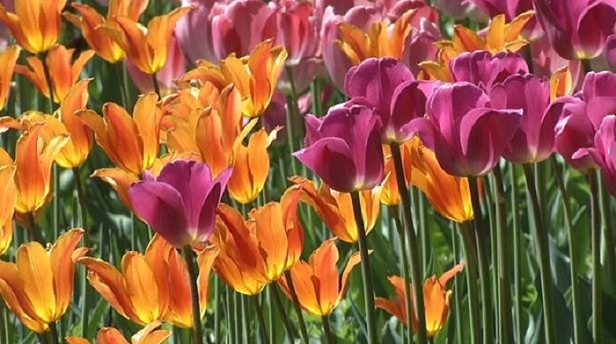 20 000 тюльпанов зацветут в апреле в Алматы