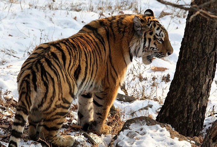 Сестру тигра Амура передумали отдавать в зоопарк Алматы  