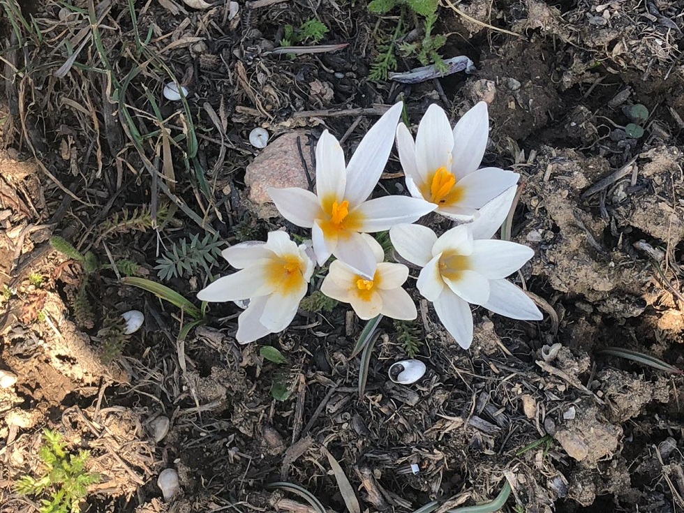 Весна в Алматы: пришло время цветов