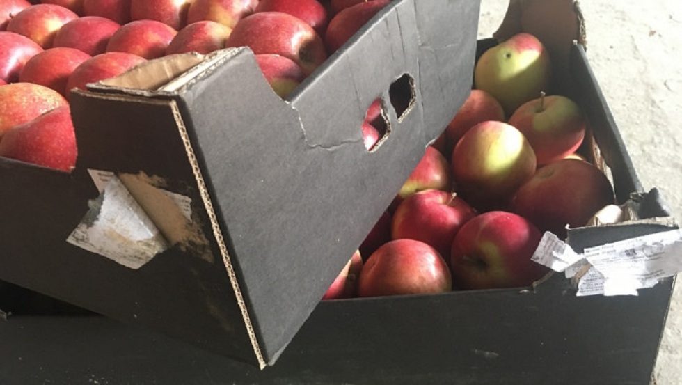 Две тонны ввезенных из Казахстана яблок уничтожили в России
