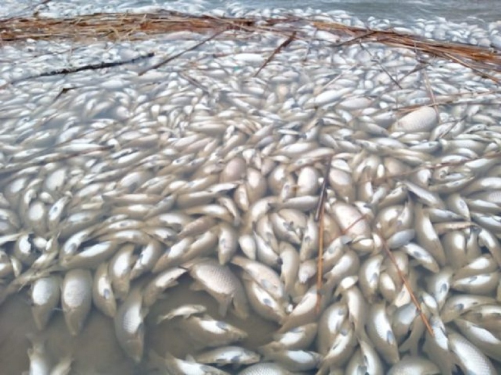 Массовая гибель рыбы произошла в Костанайской области