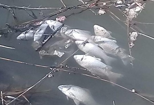 Гибель рыбы зафиксирована в поселке Первомайский Алматинской области