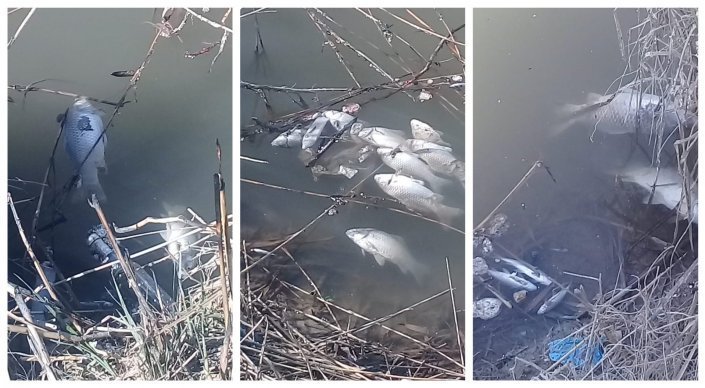 Причину гибели рыбы в п. Первомайский озвучили в "Алматы су"