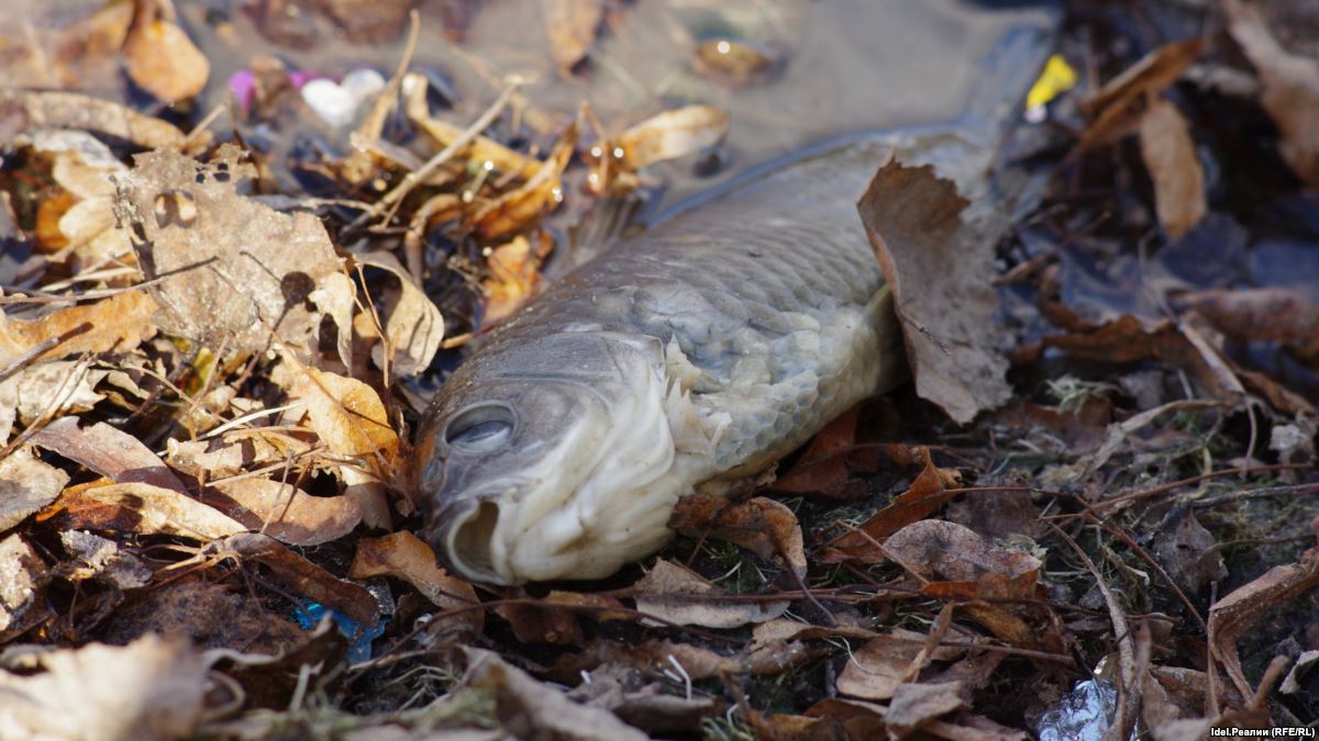 Гибель рыбы в реке Урал: причиной стало отравлением хлором