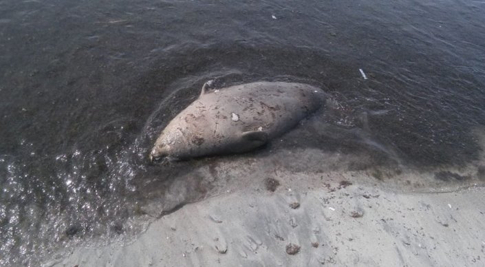 Тушу тюленя выбросило на берег городского пляжа в Актау
