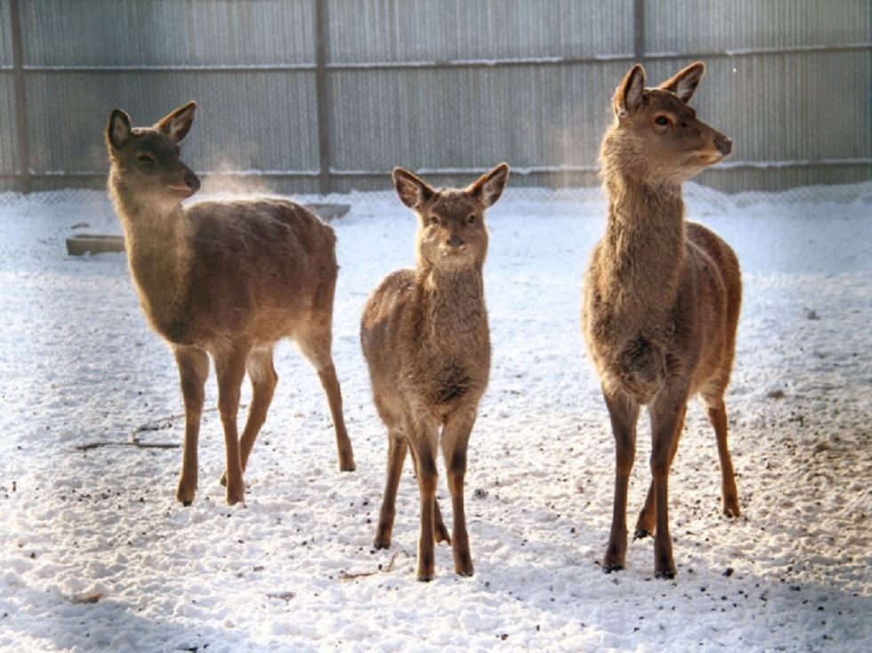 В дикую природу выпущены маралы и олени из зоопарка Усть-Каменогорска