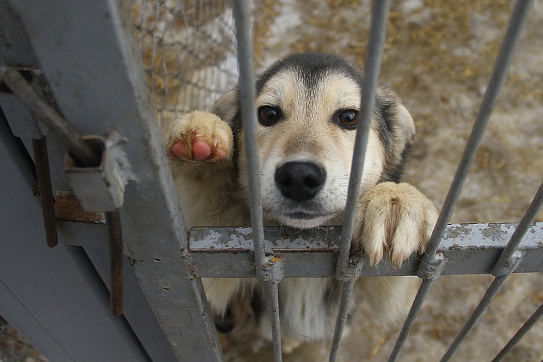 Как решается проблема бродячих животных Алматы