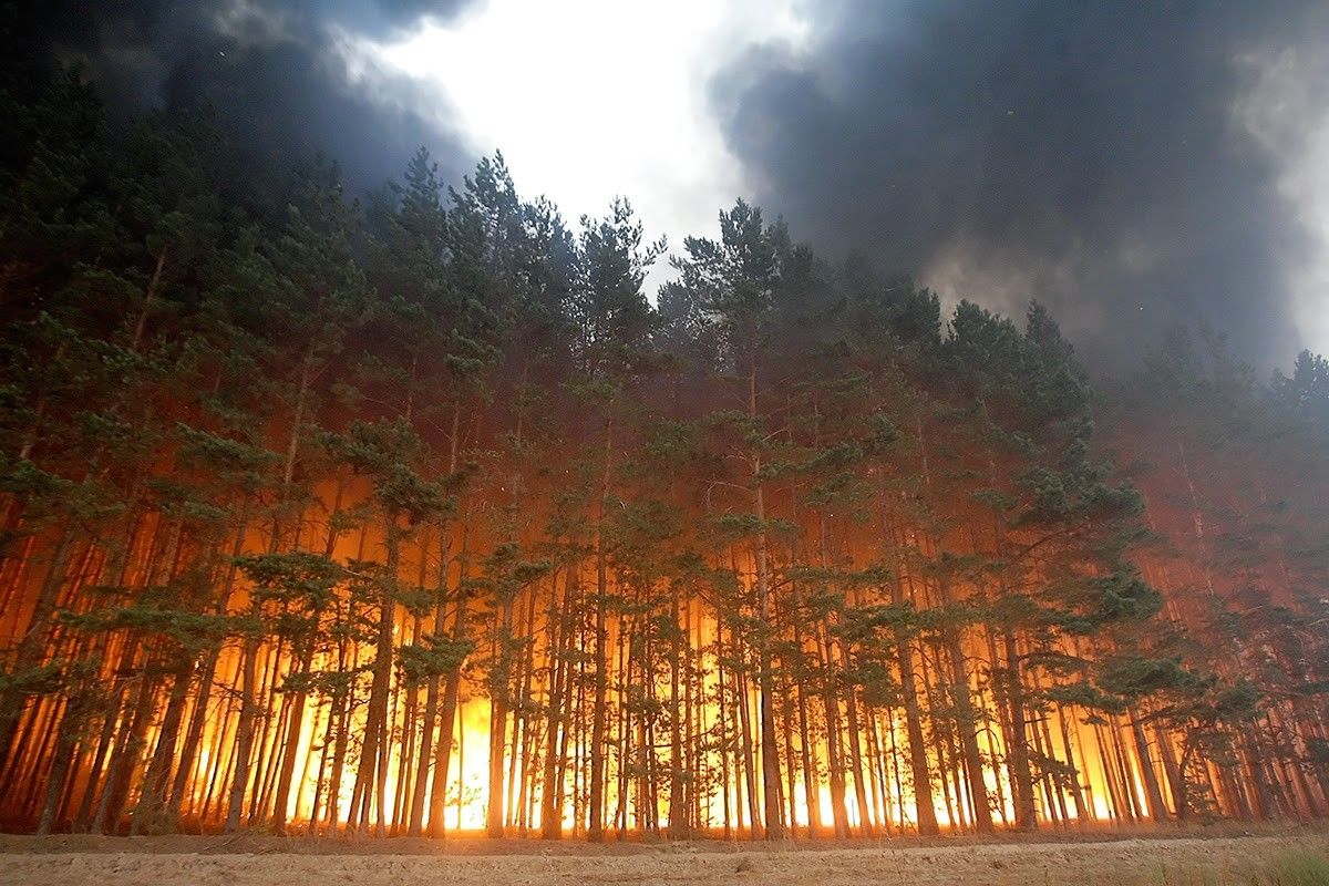 В России горят тысячи гектаров леса