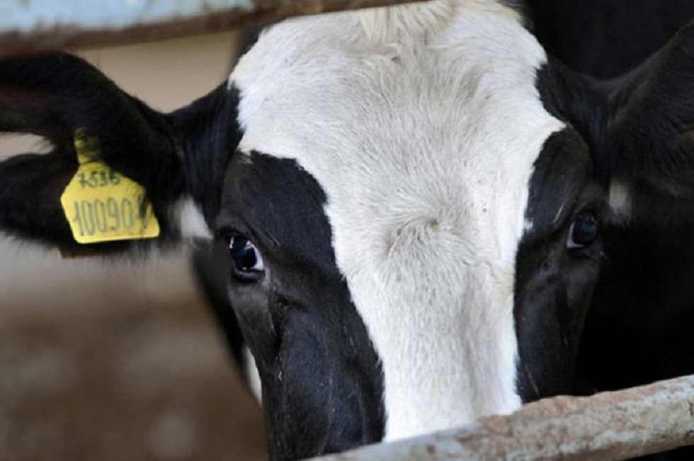 Массово гибнут коровы  в пригородных поселках Атырау