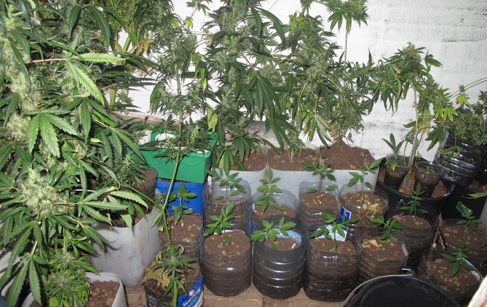 Выращивали марихуану в гараже как открыть флибусту в тор браузере hydra2web