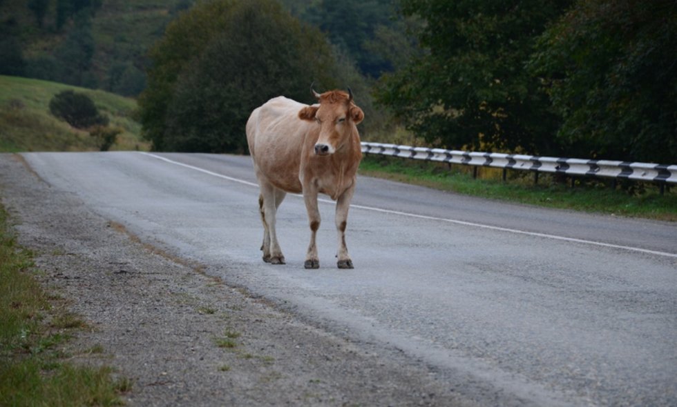Житель Атырау сбил на дороге корову