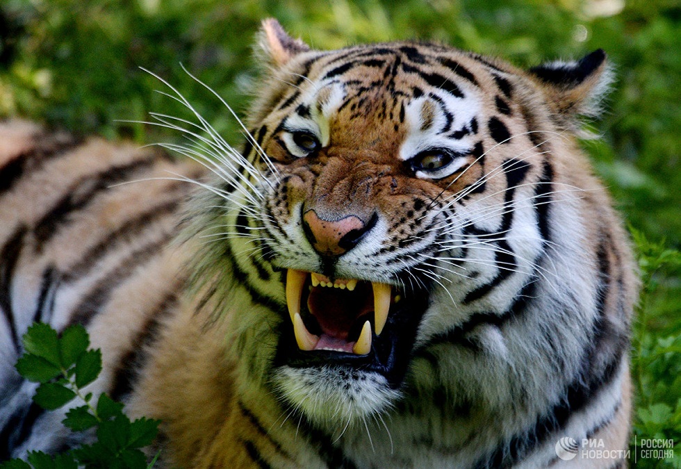 В Казахстане хотят возродить каспийского тигра 