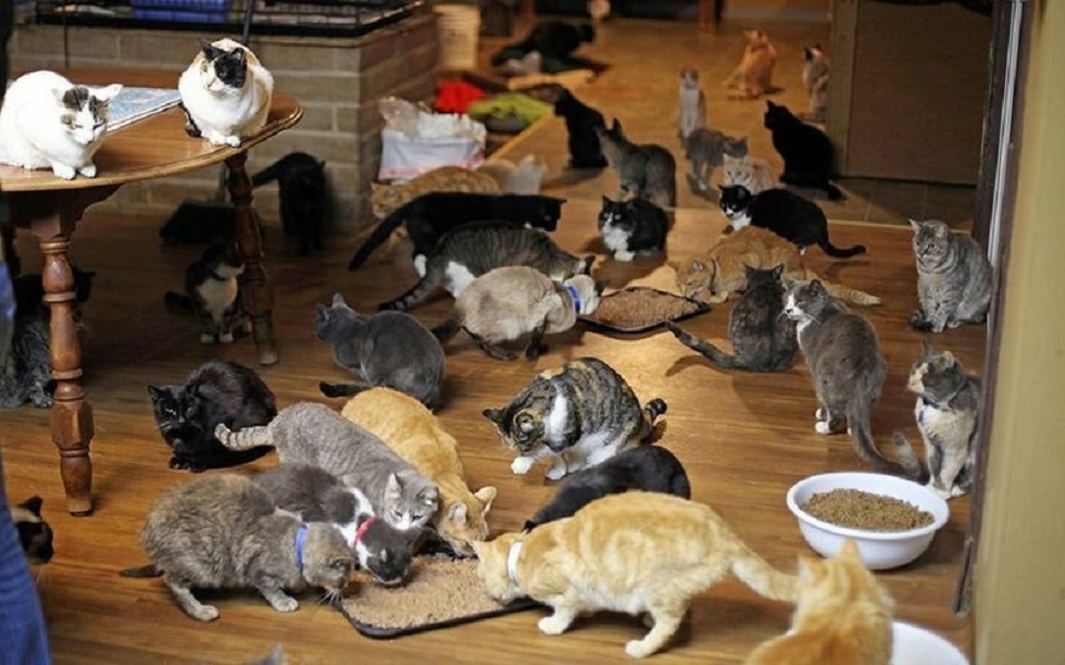150 кошек приютила у себя дома жительница ОАЭ