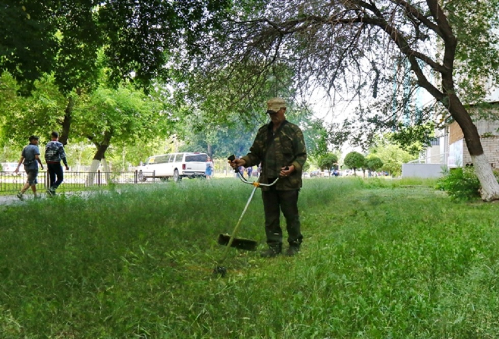 КСК Павлодара станут штрафовать за нескошенную траву во дворах