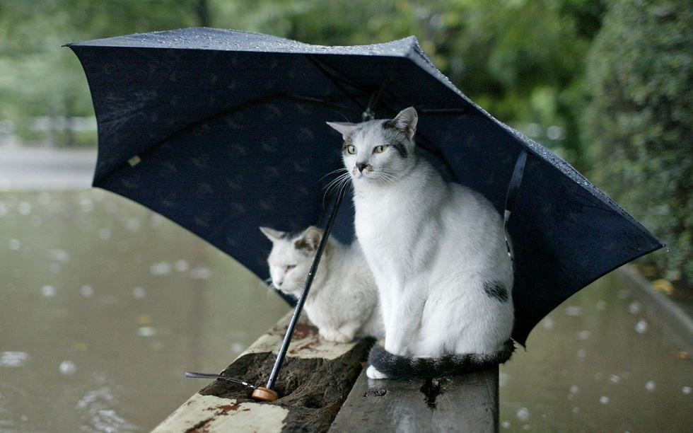 Дожди, грозы и штормовой ветер: погода в Казахстане на 4 июля