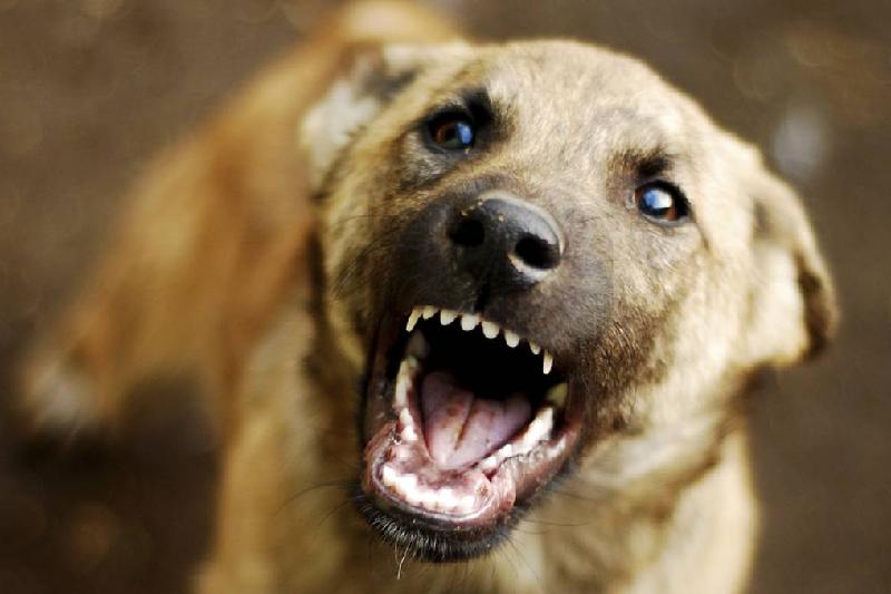 Жители Алматы теперь могут сообщить о бродячих собаках по единому номеру – 109