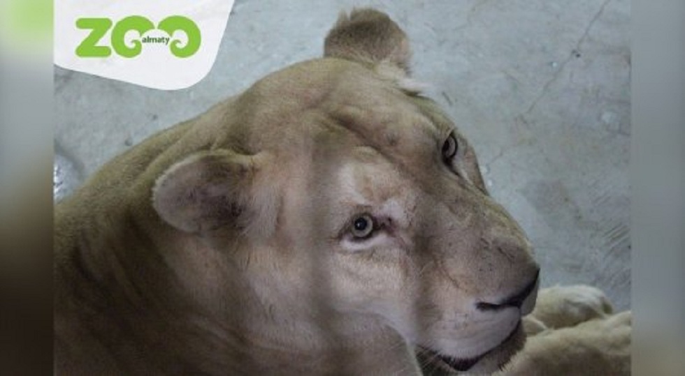 В Алматинском зоопарке скончалась львица