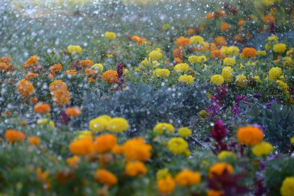 Цветы гибнут из-за аномальной жары в Павлодаре 