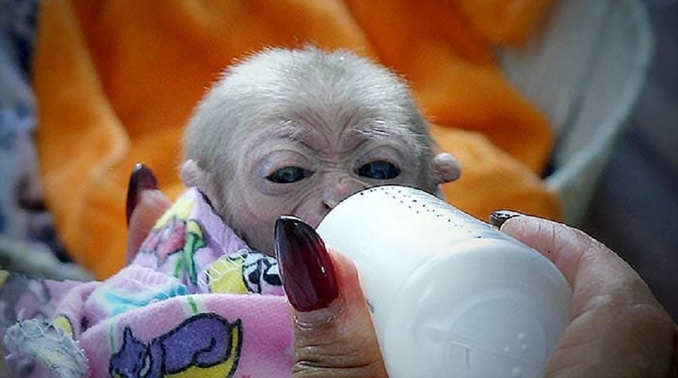 Детеныш исчезающего вида гиббона родился в Алматинском зоопарке