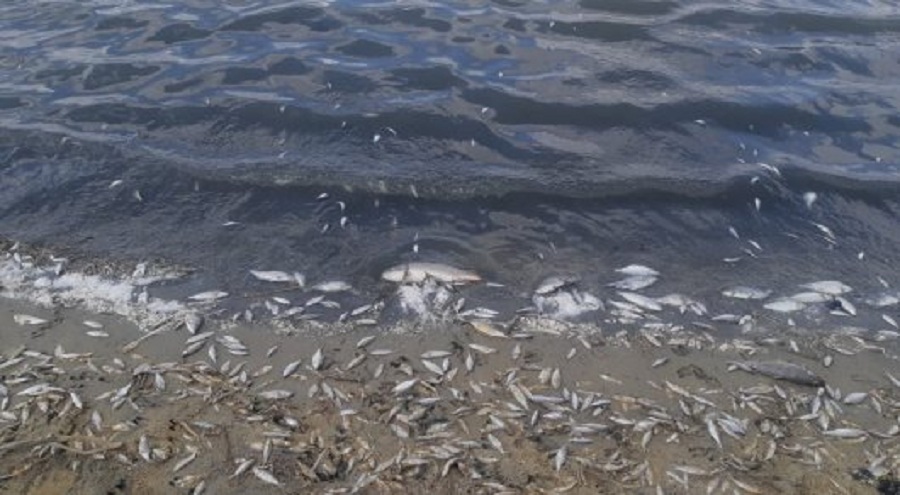 В Кызылординской области погибло 6 тонн рыбы 
