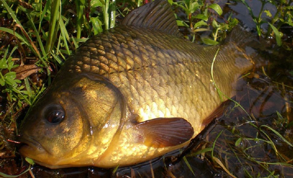 Пестицидами отравили рыбу в озере на севере Казахстана