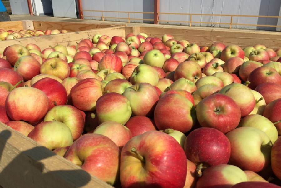 90% алматинских яблок экспортируют в Россию