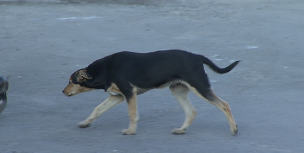 Стаи бродячих псов наводят страх на жителей двух микрорайонов Алматы